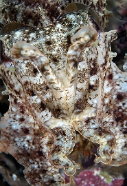 North Sulawesi-2018-DSC03557_rc- Broadclub cuttlefish - Seiche - Sepia latimanus